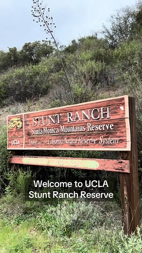 2.5K views · 58 reactions | On the ancestral lands of the Chumash and Tongva peoples, UCLA’s Stunt Ranch Reserve continues a legacy of stewardship through research, conservation, education, and public programming, echoing the spirit of Native American Heritage Month. | UCLA | Facebook