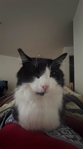 Jolyne Joestar The Cat on Instagram: "She knows what you've done"