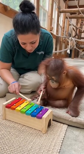 Little Musician: Baby Orangutan Learns the Xylophone! 🎶🧡 #PrimateMusic #AnimalEnrichment #Adorable | Homemade & Heart recipes