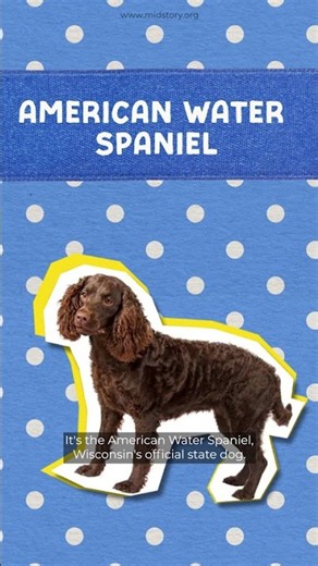 The Story Behind the American Water Spaniel | Behind the Story