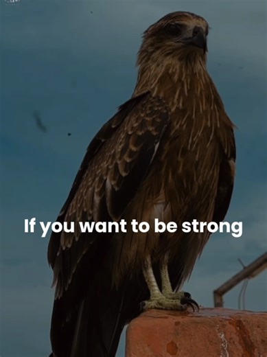 if you want to be strong #luxury #eagle #foruyou #motivation #success