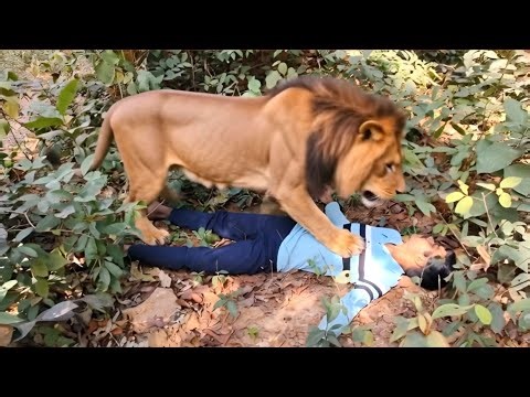 Lion Attack Boys in Jungle | Lion Attack In forest | lion attack