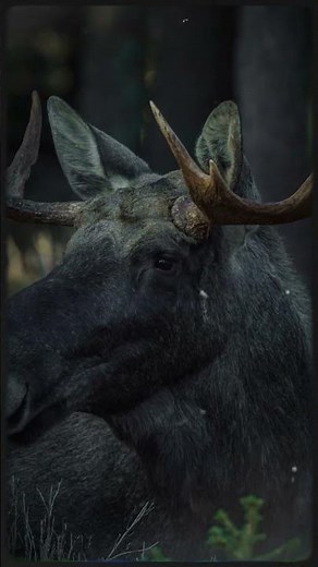 ¿Por qué los alces nadan tan bien? #mundoanimal #faunasilvestre #animalessorprendentes