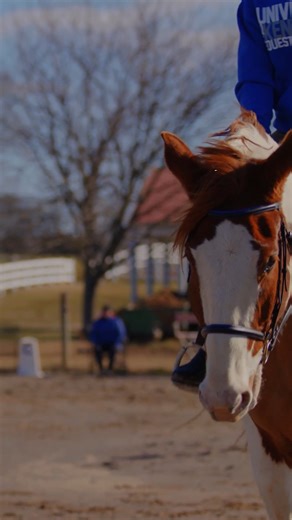 Temperatures are dropping! Keep your horses performing their best with smart cold-weather care. #mylocalpurinadealer #feedgreatness | The Barn Loft | Facebook