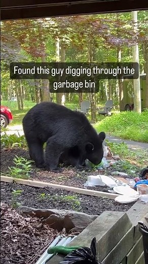 Hey Boo Boo let’s go get some picnic baskets! 🐻#bears #yogibear #getoffmylawn