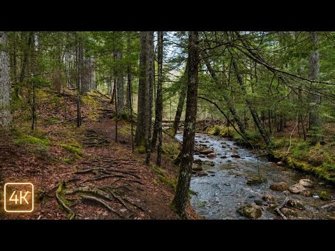 The Serenity of This Forest Will Amaze You | Stunning Acadia Hike