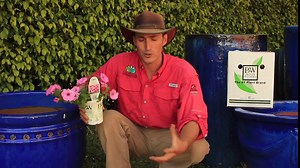 Supertunia Vista Bubblegum (Petunia) Live Plant, Bubblegum Pink Flowers, 4.25 in. Grande