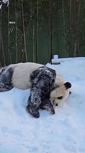 Why Pandas Sleep All Day.? | ARK action