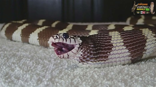 Testing whether captive snakes will eat fast food chicken as alternative prey