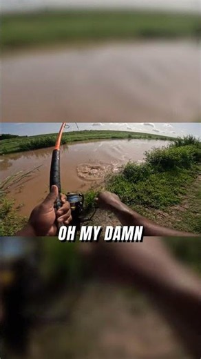 catfishing texas creek for giant blue catfish