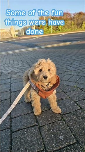 #cockapoopuppies #puppy #cockapoo #cute