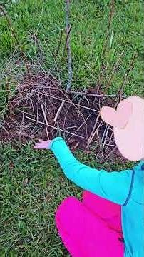 Bunny Traps & Fetching Pups #dogshorts #creativekids #nature #bunny #gardening #update