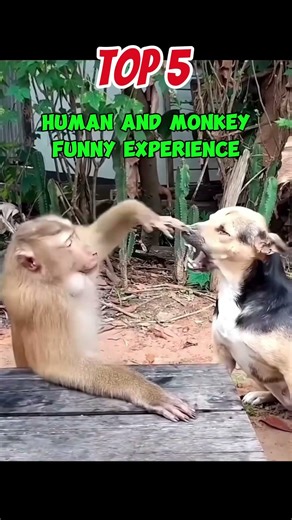 Monkeys Who Finally Had ENOUGH 🐒💀 (Instant Regret)