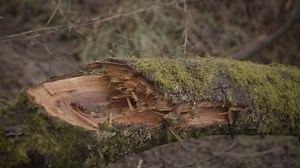 Tree, Log, Bark. Free Stock Video