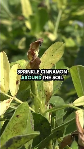 5 DIY Natural Pesticides You Can Make at Home!