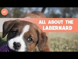 St. Bernard Lab Mix (Labernard): Everything You Need To Know