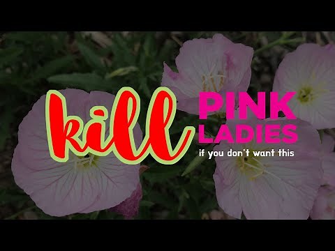 Why You Must Kill Mexican Primrose / Pink Ladies