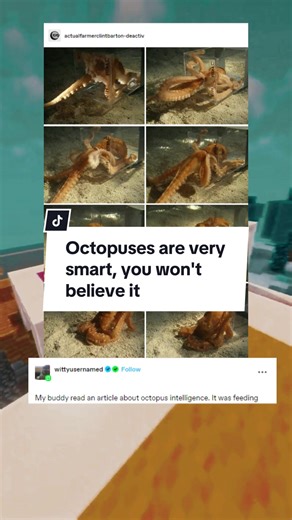 Incredible Intelligence of Octopuses: A Deep Dive