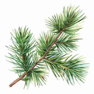 10 Pine Branch Clipart | Watercolor Evergreen Pine Needles | Minimal Forest Botanical Art | Digital Download - Etsy