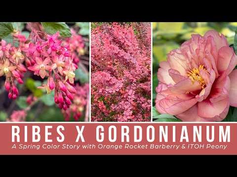 Ribes x gordonianum | A Spring Color Story with Orange Rocket Barberry & Itoh Peony