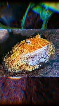 Meet the pacman frog trio - Sunny, Sage, and Java.