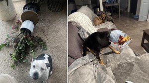 24 Dogs Guilty Of Some Serious Crimes