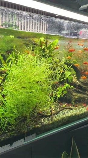 🚨 Watch This Before Setting Up Your Freshwater Aquarium! #aquariumlife #fishtank