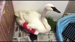 Trumpeter swan shot in the Kingston area