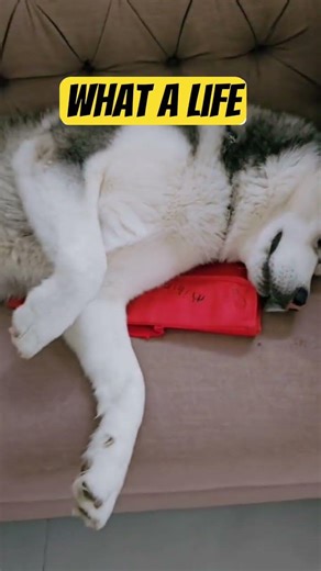 Husky life#lazyhusky#viral dog short#husky mood