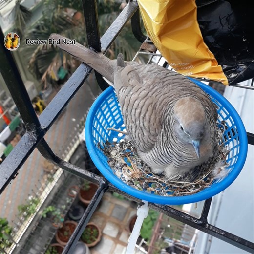8K views · 778 reactions | Zebra dove bird Protect the little ones in the nest very well. | Review Bird Nest | Facebook