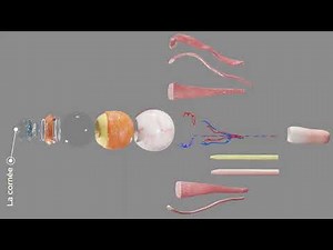 Anatomie de l'oeil - Docteur Synapse