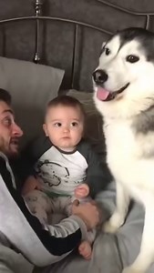 27M views · 518K reactions | The Full 3 Year Journey Of My Husky & Baby Becoming Best Friends... #3YearsOfLove | Milperthusky | Facebook