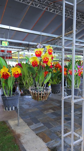 27K views · 768 reactions | Nghệ nhân bảo lộc chia sẻ về hoa lan Cattleya #chamsochoalan #hoalan #dendro #hoithihoalan | hoalandep.com | Facebook