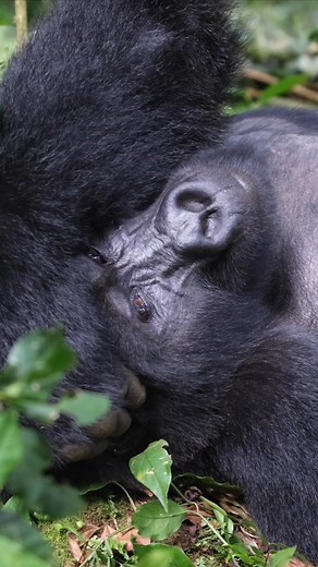 21K views · 140 reactions | 轢 Gorilas: Nuestros parientes más...