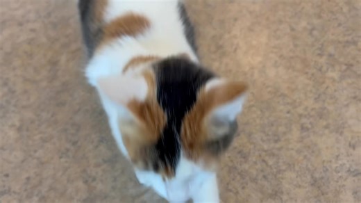 ✨ The beauties of the Girls’ Community Cat Room! ✨. Take a look at these sweethearts ❤️❤️❤️ *** 📣 UPDATE: 🎉❤️ ADOPTED ❤️🎊*** 🐾 Belle (795421) – A stunning calico with a white face and striking black & tan markings. This sweet girl will leap right off her perch to meet you, ready for rubs and snuggles. 💕 *** 📣 GLACIER 794404 UPDATE: 🎉❤️ ADOPTED ❤️🎊The official greeter of the room! The second you walk in, she’s rushing up for pets and affection. Friendly, loving, and so eager to share her 
