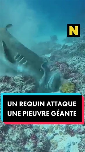 Un requin attaque une pieuvre géante !