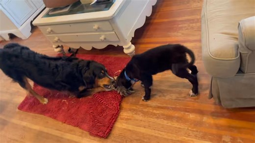 5.8K views · 250 reactions | Baby Starburst and friend ❤️ Star was...