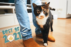 These Are the Most Popular Cat Names of 2021