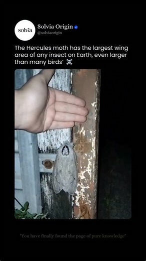 Solvia Origin on Instagram: "The Australian Giant Moth (Coscinocera hercules) - One of the largest insects ever recorded, the Australian giant moth—also known as the Hercules moth—holds the record for the greatest wing surface area of any insect. Native to northern Australia’s rainforests, this species is built for scale rather than longevity. After emerging from its cocoon, the adult moth cannot eat at all. Its mouthparts are nonfunctional, meaning every moment of flight, reproduction, and surv