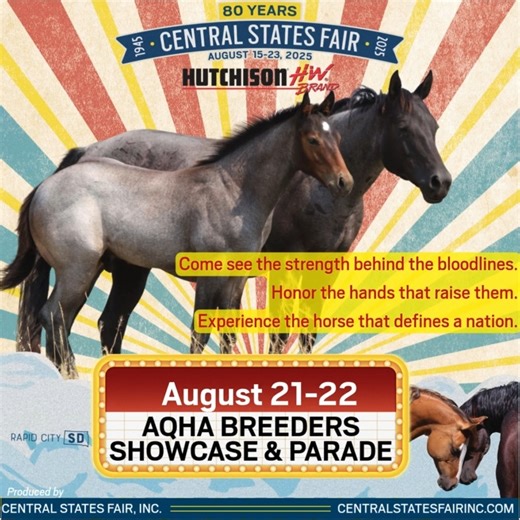 3K views | AQHA Breeders Showcase Power | Prestige |...