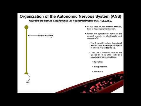 Neurotransmitters in the Autonomic Nervous System EXPLAINED
