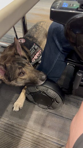 Every day, we undo just a little bit of the damage that ESAs and unruly pets have done to the reputation on actual service dogs. ⛧ #cardiacalertdog #servicedog #workingdog #wlgsd #germanshepherd #dogtraining #ambulatorywheelchairuser #mcas #eds #pots | Demon.Dog.Duo