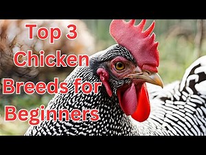 Top 3 Chicken Breeds for Beginners: Easy, Friendly, and Great Egg Layers!