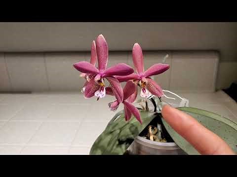 Orchid Showcase: Phalaenopsis Schillmann (Bronze Maiden)