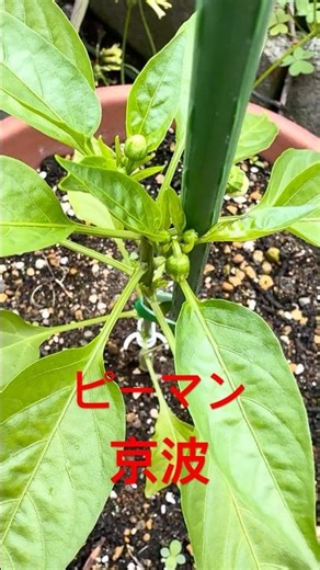 ピーマン🫑京波 花が咲き始めました。#ピーマン栽培 #京波 #家庭菜園