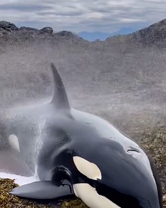 Rescuing a stranded orca 🐳 | UNILAD Adventure