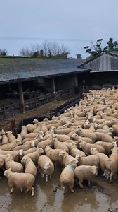 Sheep sheep and more sheep | N R Fell Mobile Sheep Dipping