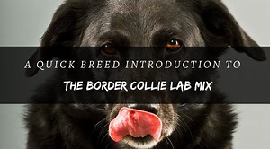 Border Collie Lab Mix: Complete Guide to Raising a Borador