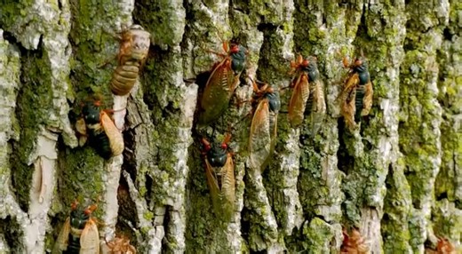 Billions of cicadas arising sound like 1950s 'science fiction movie' - The Weather Network