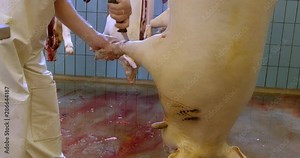 the daily routines in the slaughterhouse. dead animals that are turned into food